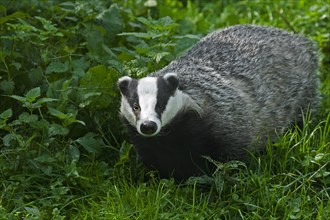 European badger