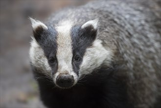 Close-up portrait of European badger