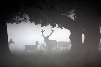 Silhouettes of red deer