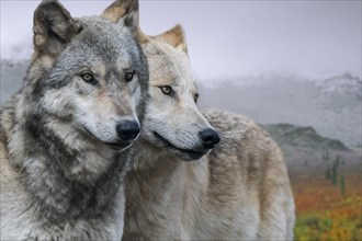 Two Northwestern wolves