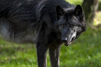 Black Northwestern wolf
