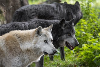 Pack of black and white Northwestern wolves