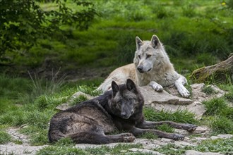 Black and white Northwestern wolves