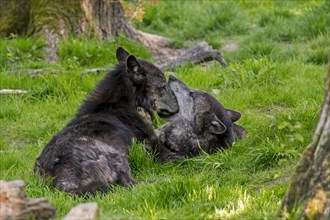 Two black Alaskan Northwestern timber wolves