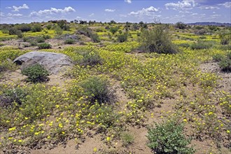 Carpet of yellow flowers of Tribulus sp. in the Augrabies Falls National Park in the Northern Cape Province