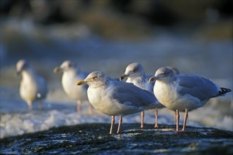 European Herring gulls