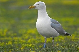 Colour-ringed European Herring Gull