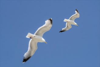 Two adult European herring gulls