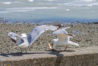 Two European herring gulls