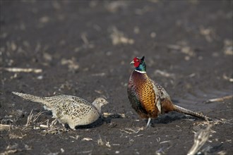 Common pheasants