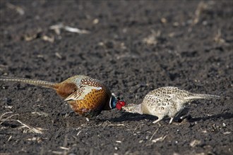 Common pheasants