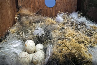 Abandoned clutch of eggs of Eurasian blue tit