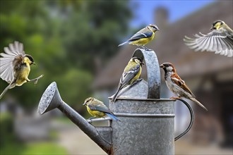 Garden birds like house sparrow