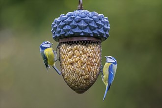 Two blue tits