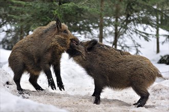 Two aggressive wild boars
