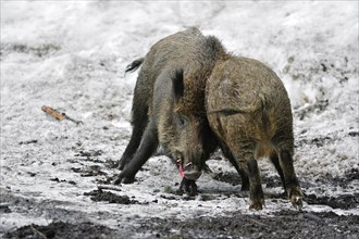 Two wild boars