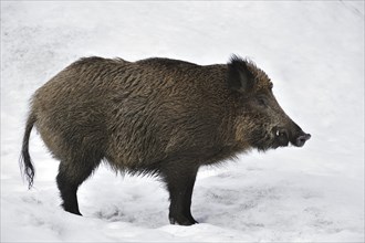 Portrait of wild boar