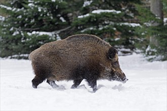 Solitary wild boar