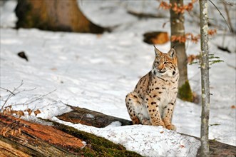 Eurasian lynx