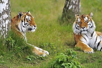 Two Siberian tigers