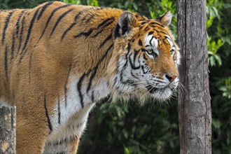 Siberian tiger