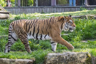 Siberian tiger