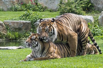 Captive Sumatran tiger