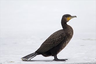 Great black cormorant