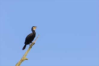 Great cormorant