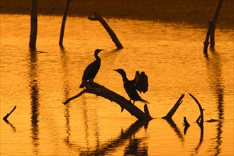 Two great cormorants perched on dead tree trunk in lake stretching wings for drying silhouetted at sunset