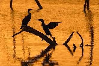 Two great cormorants perched on dead tree trunk in lake stretching wings for drying at sunset