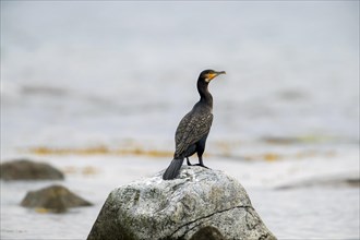 Great cormorant