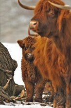 Highland cattle and calf