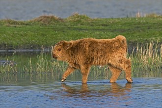 Red Highland Cattle