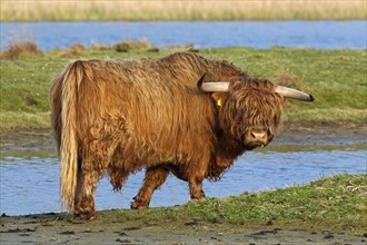 Red Highland Cattle