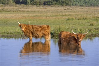 Two Highland cows
