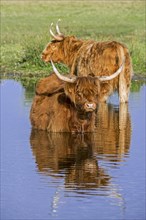 Two Highland cows