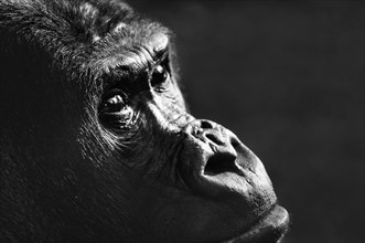 Gorilla close-up in zoo