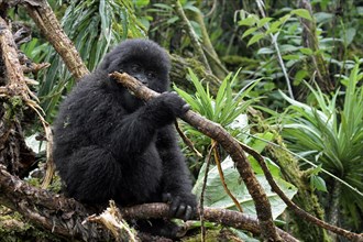 Close-up of baby Mountain gorilla