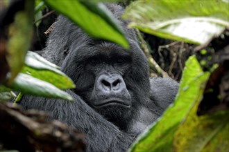 Close-up of male Mountain gorilla