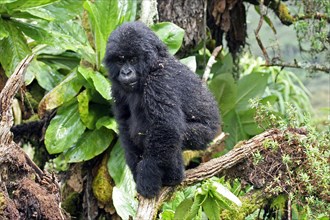Close-up of young Mountain gorilla