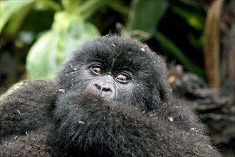 Close-up of Mountain gorilla