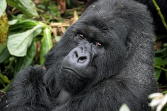 Close-up of male Mountain gorilla