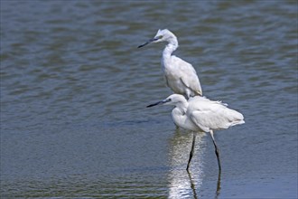 Two juvenile little egrets