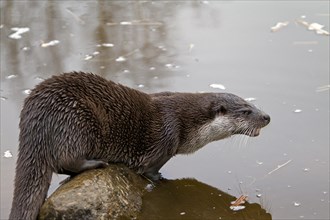 European river otter