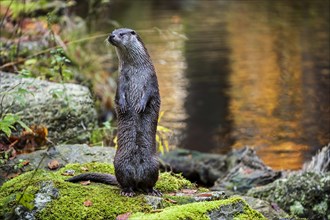 Alert European River Otter