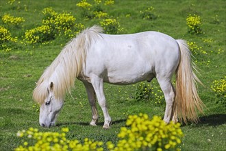 White Icelandic horse