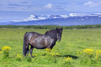 Brown Icelandic horse