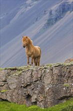Brown Icelandic horse