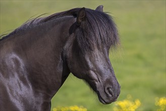 Close-up portrait of Bay Icelandic horse